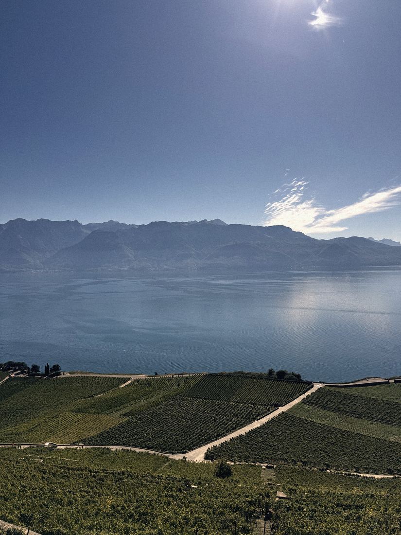 Les vignobles en terrasse du Lavaux au-dessus du Léman